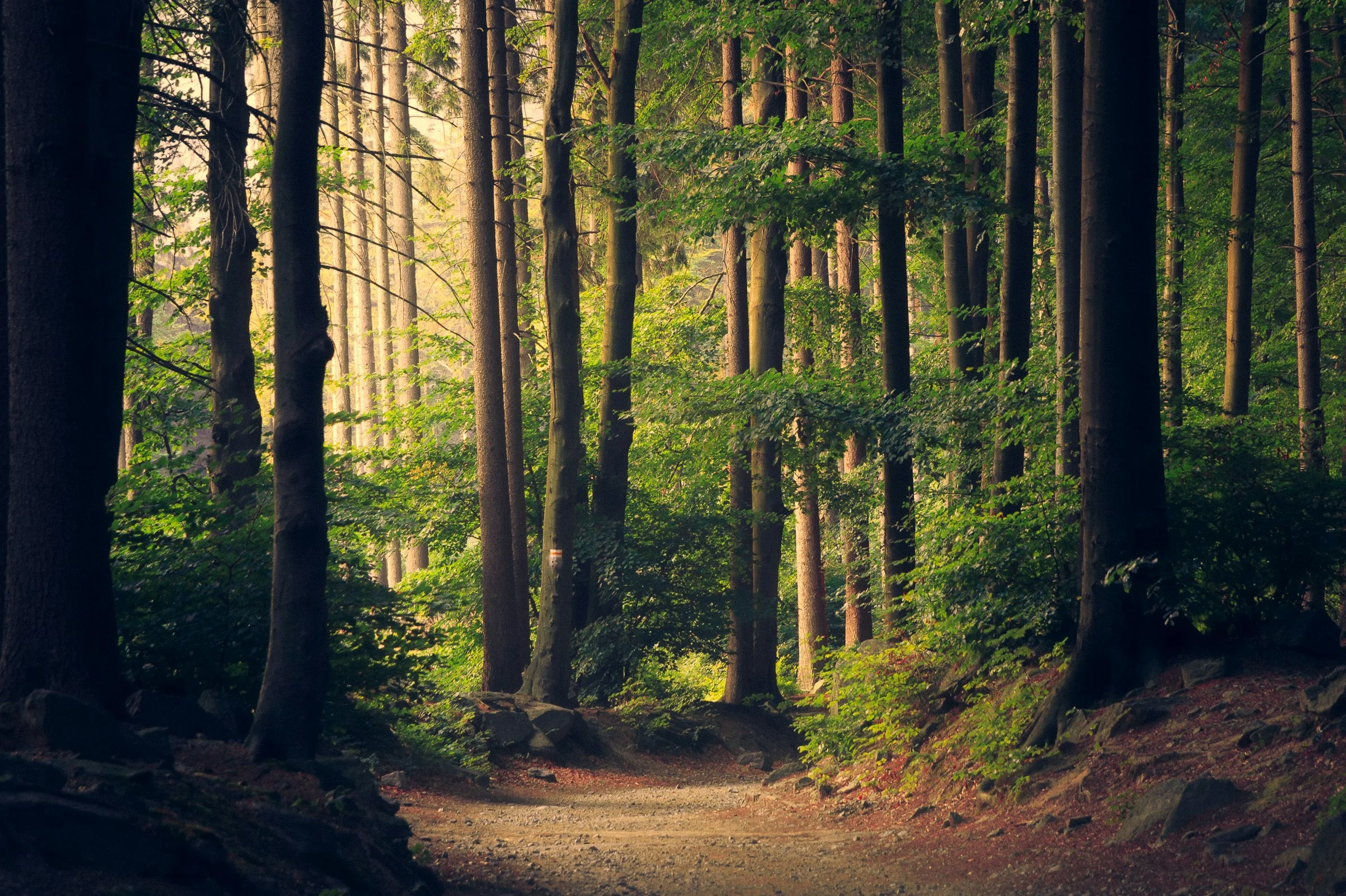 Sunlight falling across a quiet forest path